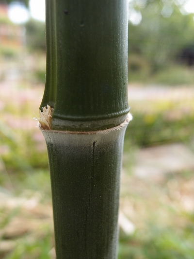Phyllostachys nigra Boryana